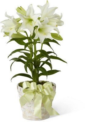 Easter Lily Plant